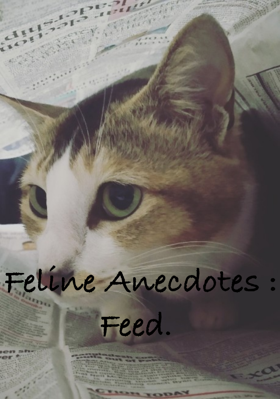 Feline Anecdotes : Feed.