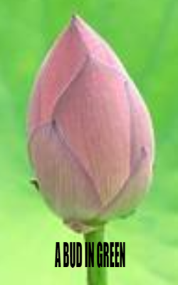 A BUD IN GREEN