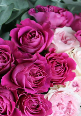 શ્રધ્ધાંજલિ