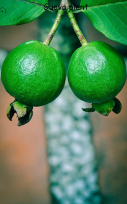 Guava Plant