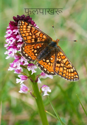फुलपाखरू