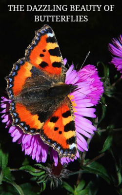 The Dazzling Beauty Of Butterflies
