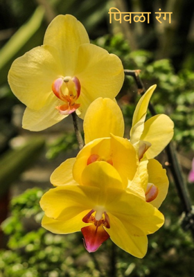 पिवळा रंग