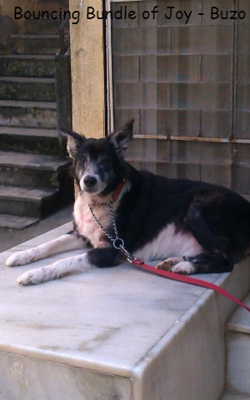 Bouncing Bundle Of Joy - Buzo