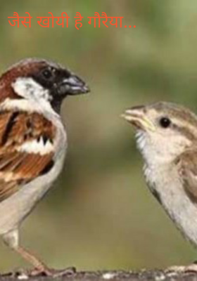 जैसे खोयी है गौरैया...
