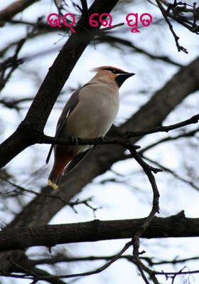 ଉଠ୍ ରେ ପୁତ