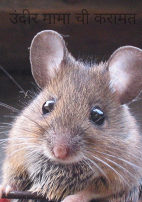 उंदीर मामा ची करामत