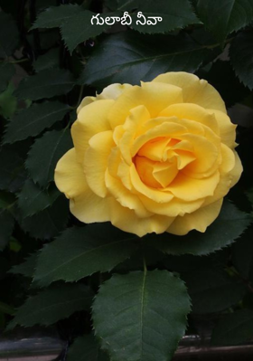 గులాబీ నీవా