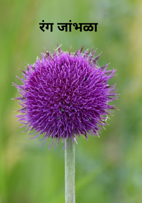 रंग जांभळा