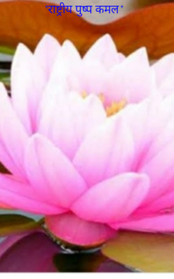 राष्ट्रीय पुष्प कमल