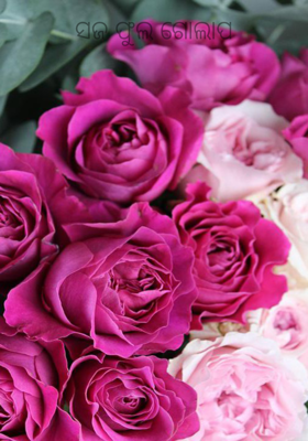 ସଜ ଫୁଲ ଗୋଲାପ