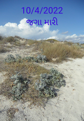 જગા મારી