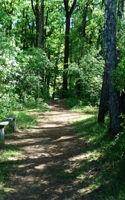 മഴപ്പാറ്റകൾ