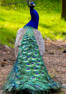 'హరీ!'శతకపద్యములు