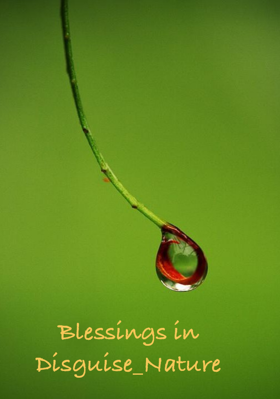Blessings in Disguise - Nature