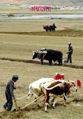 अन्नदाता