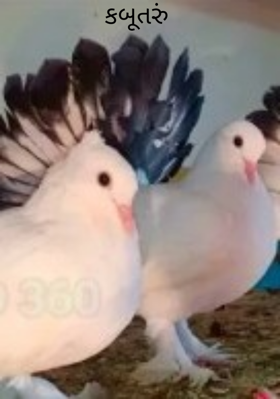 કબૂતરું