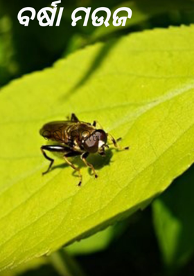 ବର୍ଷା ମଉଜ