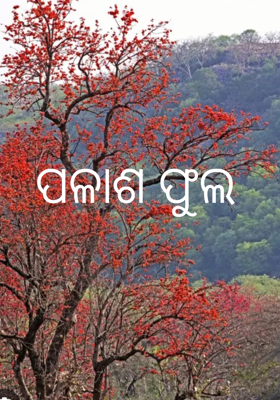 ପଳାଶ ଫୁଲ