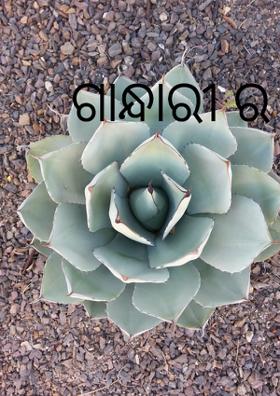 ଗାନ୍ଧାରୀ ର ବିଳାପ