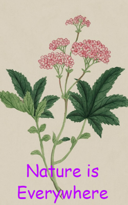 Nature Is Everywhere