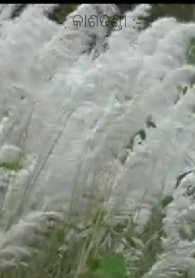 -: କାଶତଣ୍ଡୀ :-