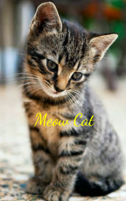 Meow Cat