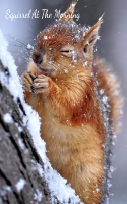 Squirrel In The Morning