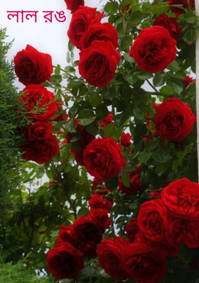 লাল রঙ