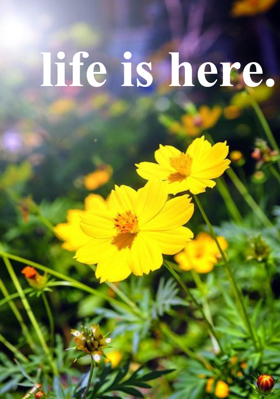Life Is Here