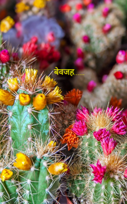 बेवजह......