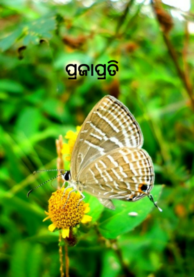 ପ୍ରଜାପ୍ରତି