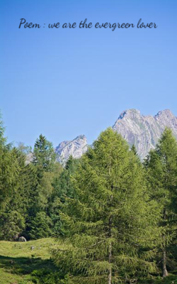 Poem : We Are The Evergreen Lover