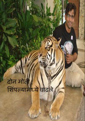 दोन मोती , शिंपल्यामध्ये वाढले