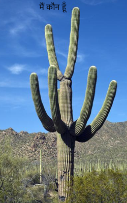 मैं कौन हूँ  ….