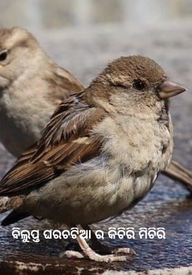 ବିଲୁପ୍ତ ଘରଚଟିଆର କିଚିରି ମିଚିରି