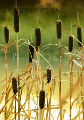 प्रभात रंग