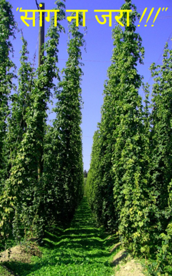 सांग ना जरा !