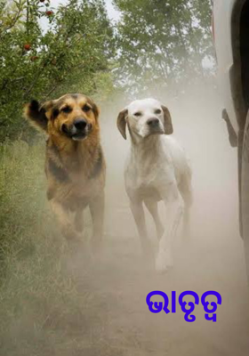 ଭ୍ରାତୃତ୍ୱ