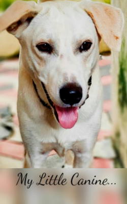 My Little Canine...