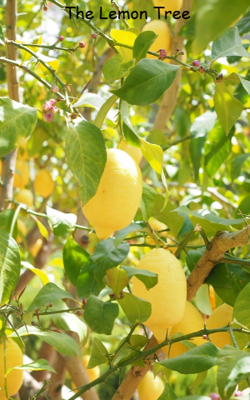 The Lemon Tree 