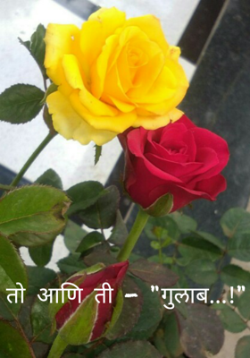 तो आणि ती - "गुलाब..!"