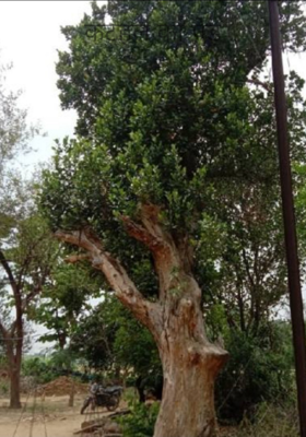 कटहल का पेड़
