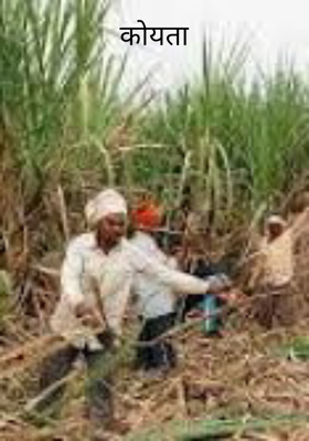 कोयता