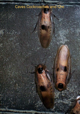 Caves Cockroaches and Che 