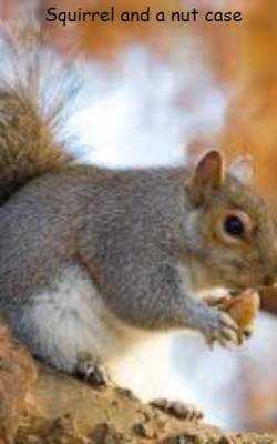 Squirrel And A Nut Case