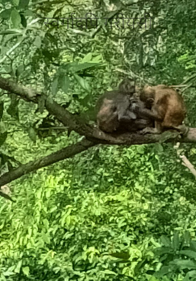 स्वर्गादपि गरीयसी