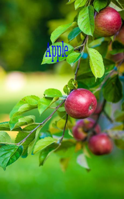 Apple