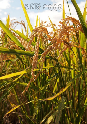 ଆସିଛି ମଗୁଶୁର