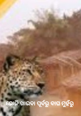 ଭୋଜି ଖାଇବା ପୂର୍ବରୁ ବାଘ ମୁହଁରୁ